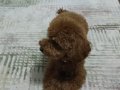 Irk garantili toy poodle