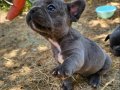 Blue french sevenler 