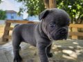 Blue french sevenler 