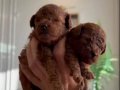 Core toy Poodle bebekler 