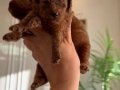 Core toy Poodle bebekler 