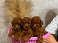 Bakımlı oyuncu toy Poddle 