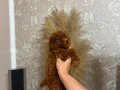 Bakımlı oyuncu toy Poddle 