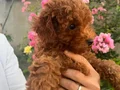 Oyuncu ve bakımlı toy Poodle (Kore kan atlı )