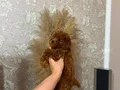 Oyuncu ve bakımlı toy Poodle (Kore kan atlı )
