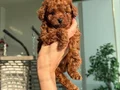 Oyuncu ve bakımlı toy Poodle (Kore kan atlı )