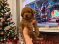 Oyuncu ve bakımlı toy Poodle (Kore kan atlı )