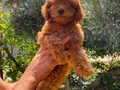 Oyuncu ve bakımlı toy Poodle (Kore kan atlı )