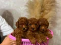 Oyuncu ve bakımlı toy Poodle (Kore kan atlı )