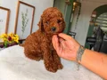 Oyuncu ve bakımlı toy Poodle (Kore kan atlı )