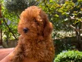 Oyuncu ve bakımlı toy Poodle (Kore kan atlı )