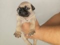 Oyuncu Pug bebekler 
