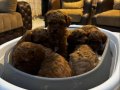 Şeker Küpü Poodle Bunlar