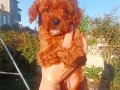 Şeker Küpü Poodle Bunlar