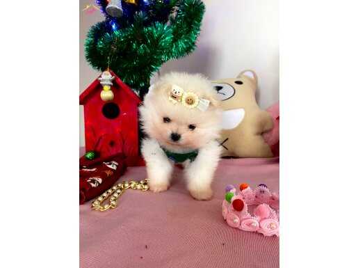 KORE KAN TEDDYBEAR POMERİANBOO YAVRULAR