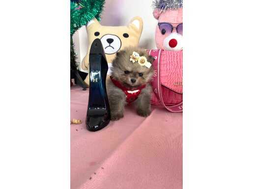 TEDDYBEAR TEACUP POMERIANBOO 