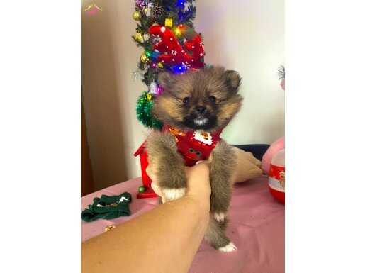 AKIL KÜPÜ MOCHA HANIM 