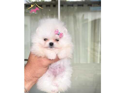 TEACUP TEDDYBEAR POMERİANBOO YAVRULAR