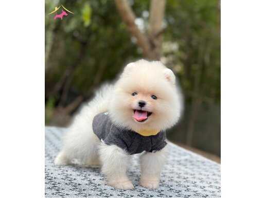 MİNİCİK AYICIK İSTEYENLERE TEACUP TEDDYBEAR POMERİANBOO 