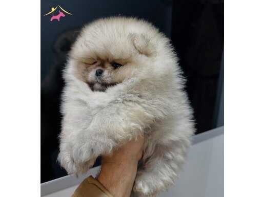 CEP HERKÜLÜ TEACUP TEDDYBEAR POMERİANBOO 