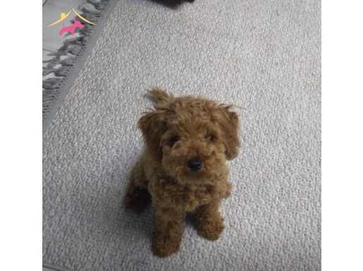 MİNİBOY DİŞİ RED TOY POODLE ARAYANLAR