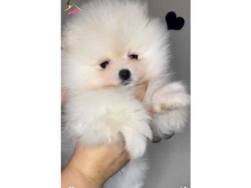 GERÇEK POMERANİANBOO İSTEYENLER