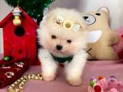 KORE KAN TEDDYBEAR POMERİANBOO YAVRULAR