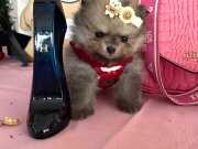 TEDDYBEAR TEACUP POMERIANBOO 