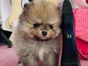 MİNİCİK TEACUP TEDDYBEAR  POMERIANBOO 