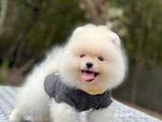 MİNİCİK AYICIK İSTEYENLERE TEACUP TEDDYBEAR POMERİANBOO 