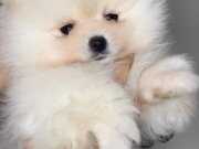 GERÇEK POMERANİANBOO İSTEYENLER