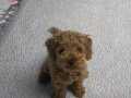 MİNİBOY DİŞİ RED TOY POODLE ARAYANLAR