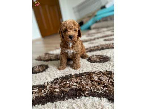 Safkan Orjinal Red Brown Dişi Erkek Toy Poodle