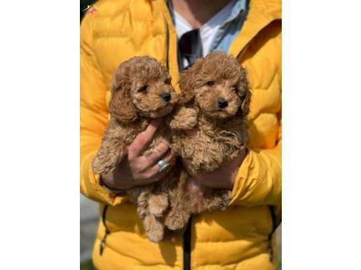 Orjinal toy poodle yavrularim