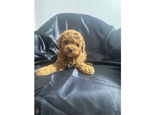 Toy poodle bebekler