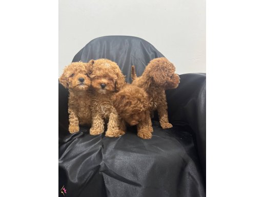 Poodle bebekler