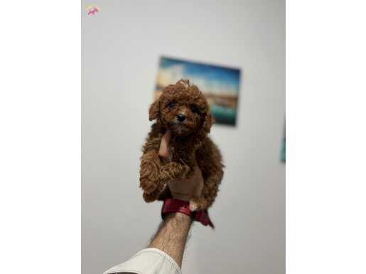 Orijinal toy Poodle bebeklerim