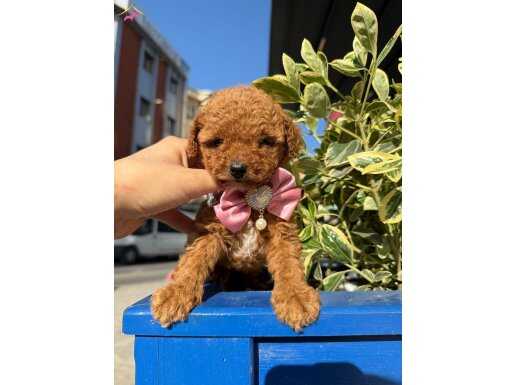 Poodle bebeklerim
