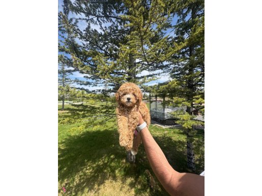 Poodleden farksız Maltipo bebekler