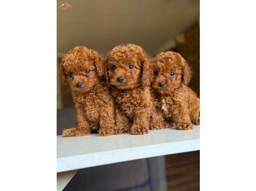 Orijinal poodle bebeklerimiz hazırr