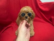 Poodle bebeklerim 