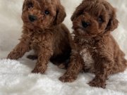 Kıvırcık Neşe Yumakları Toy Poodle Yavruları