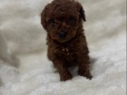 Red Brown poodle bebeğim