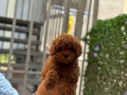 Poodle bebeklerim