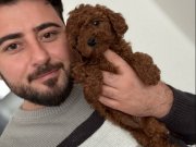 Kore Poodle Bebeklerimiz 
