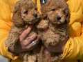 Orjinal toy poodle yavrularim