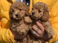 Orjinal toy poodle yavrularim