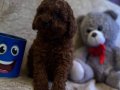 Red brown toy poodle bebeklerim