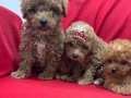 Toy poodle bebeklerimiz 