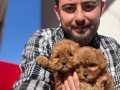 Orijinal poodle gibi Maltipo bebeklerim 